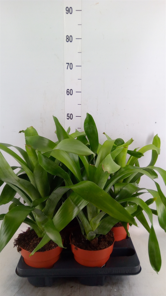 Горшечные цветы и растения оптом Bromelia   ... от 4шт из Голландии с доставкой по России