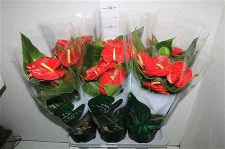 Горшечные цветы и растения оптом Anthu An Nevada 6+ Xxxxxxxxxx от 6шт из Голландии с доставкой по России
