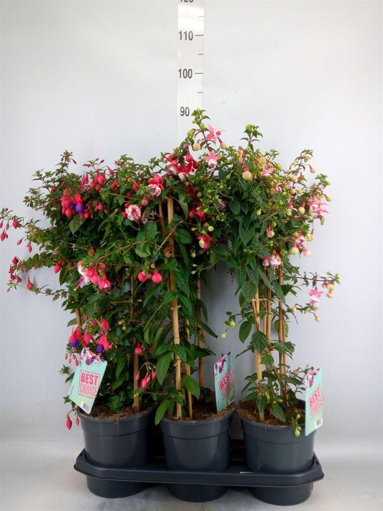 Горшечные цветы и растения оптом Fuchsia   ... от 3шт из Голландии с доставкой по России