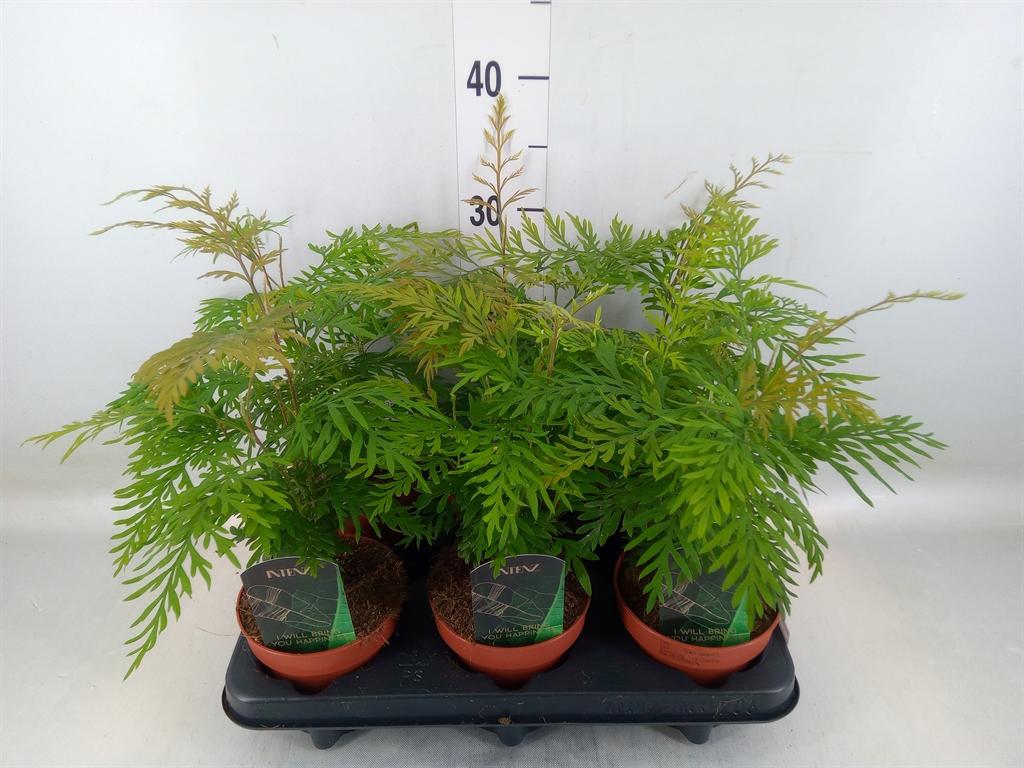 Горшечные цветы и растения оптом Grevillea Robusta от 6шт из Голландии с доставкой по России