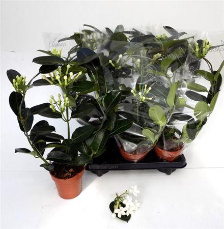 Горшечные цветы и растения оптом Steph Fl Ov 3-5+ от 6шт из Голландии с доставкой по России