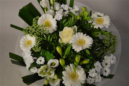 Срезанные цветы оптом Bouquet bm frosted white от 2шт из Голландии с доставкой по России