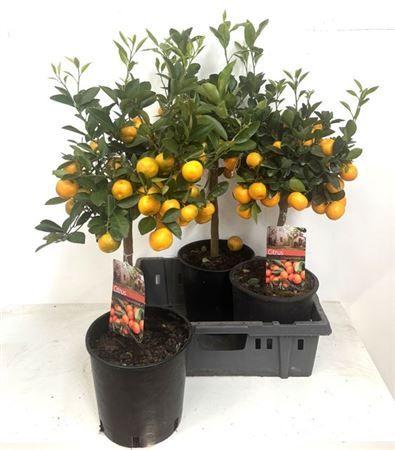 Горшечные цветы и растения оптом Citr Microcarpa Met Vruchten / Trossen от 3шт (для телеги) из Голландии с доставкой по России