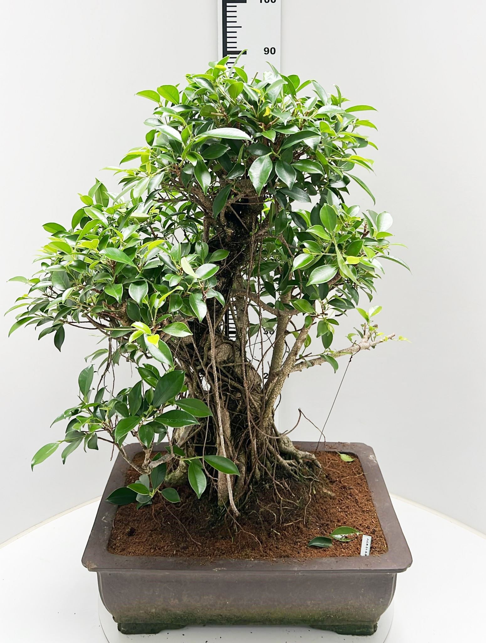 Горшечные цветы и растения оптом Ficus Retusa от 1шт из Голландии с доставкой по России