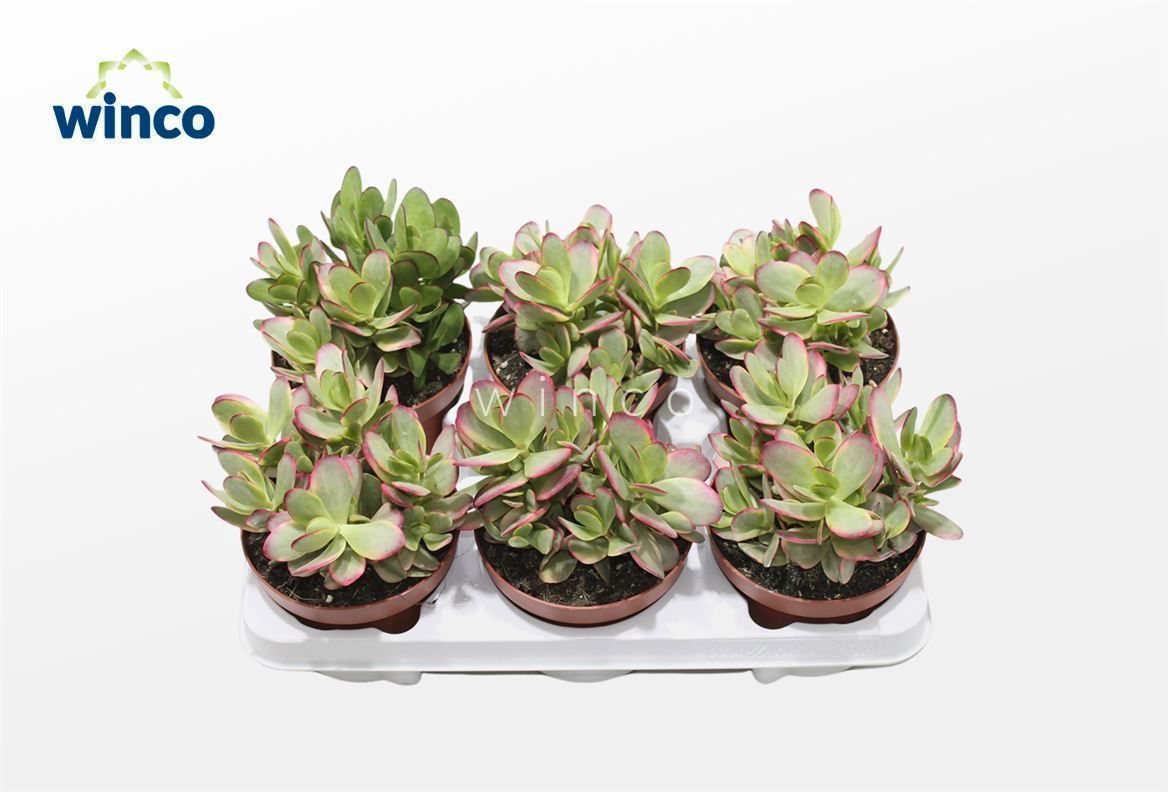 Горшечные цветы и растения оптом Crassula Platyphylla Variegata от 6шт из Голландии с доставкой по России
