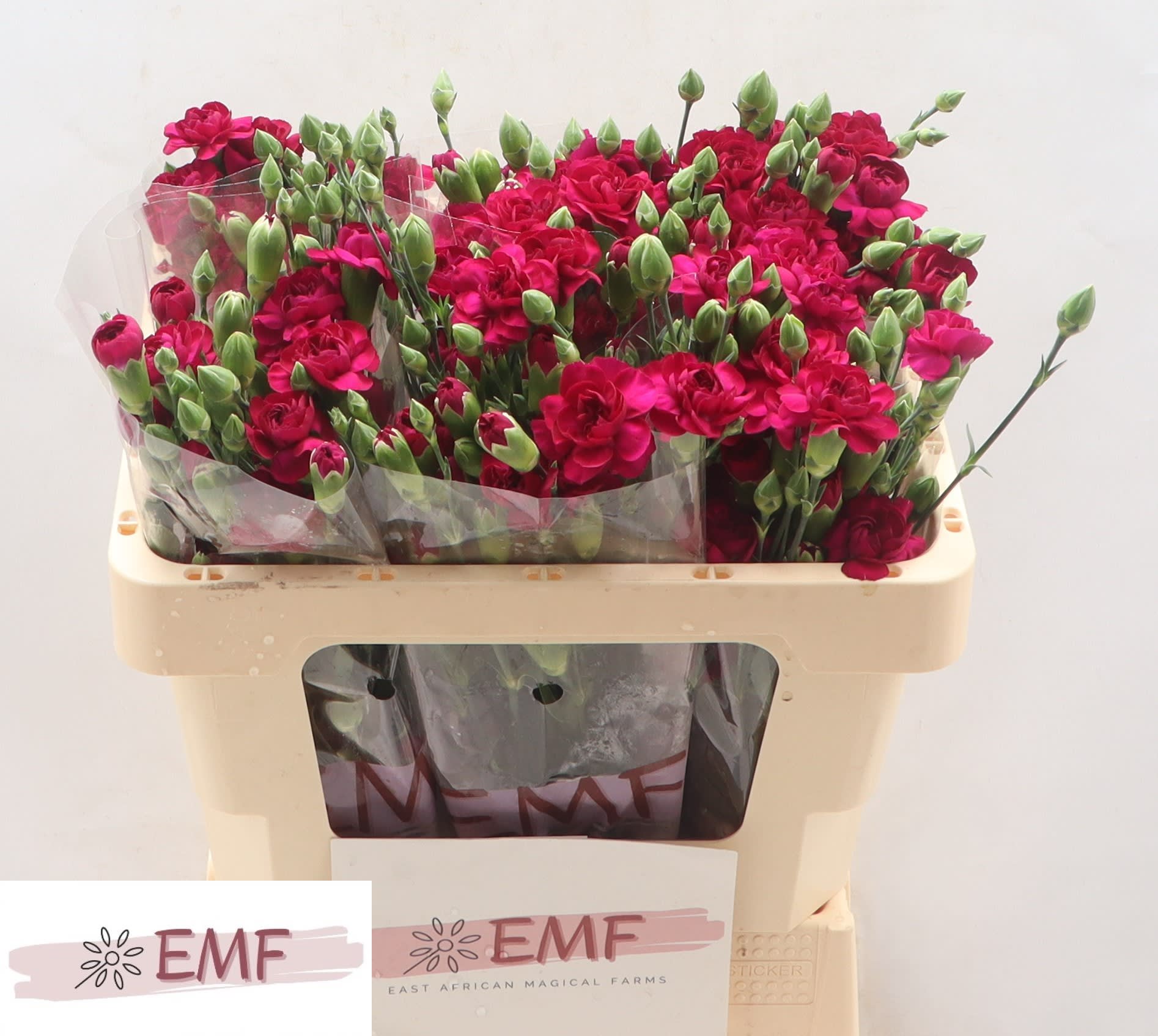 Срезанные цветы оптом Dianthus sp kingfisher special от 60шт из Голландии с доставкой по России