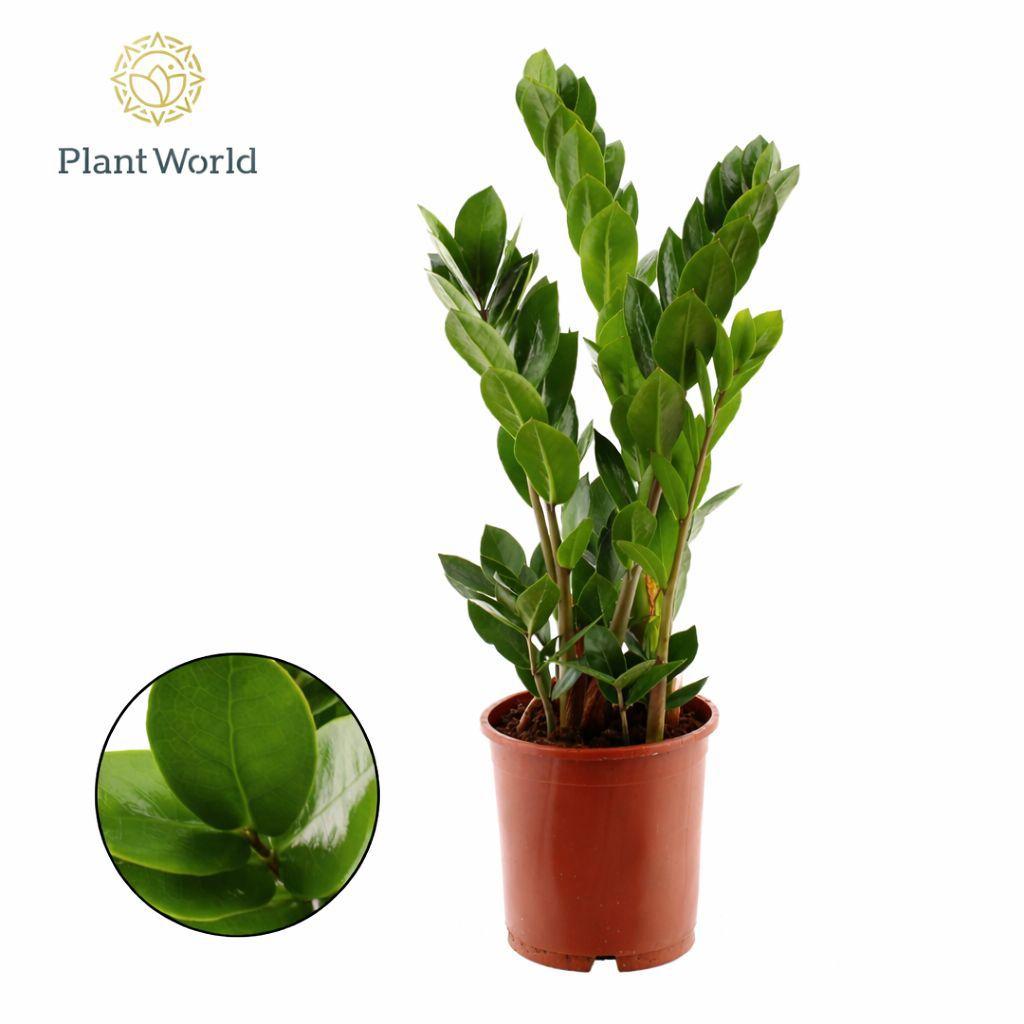 Горшечные цветы и растения оптом Zamioculcas 3+ от 7шт из Голландии с доставкой по России