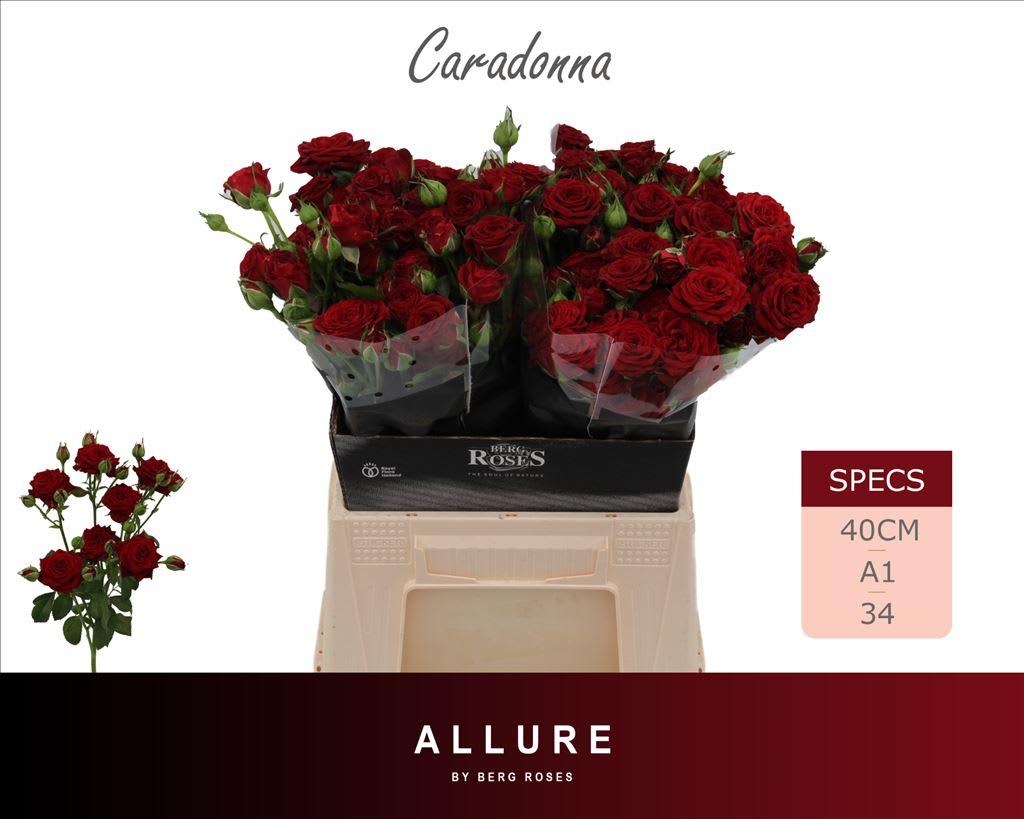 Срезанные цветы оптом Rosa tros Caradonna от 20шт из Голландии с доставкой по России