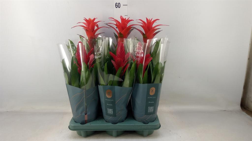 Горшечные цветы и растения оптом Bromelia   ...mix от 6шт из Голландии с доставкой по России