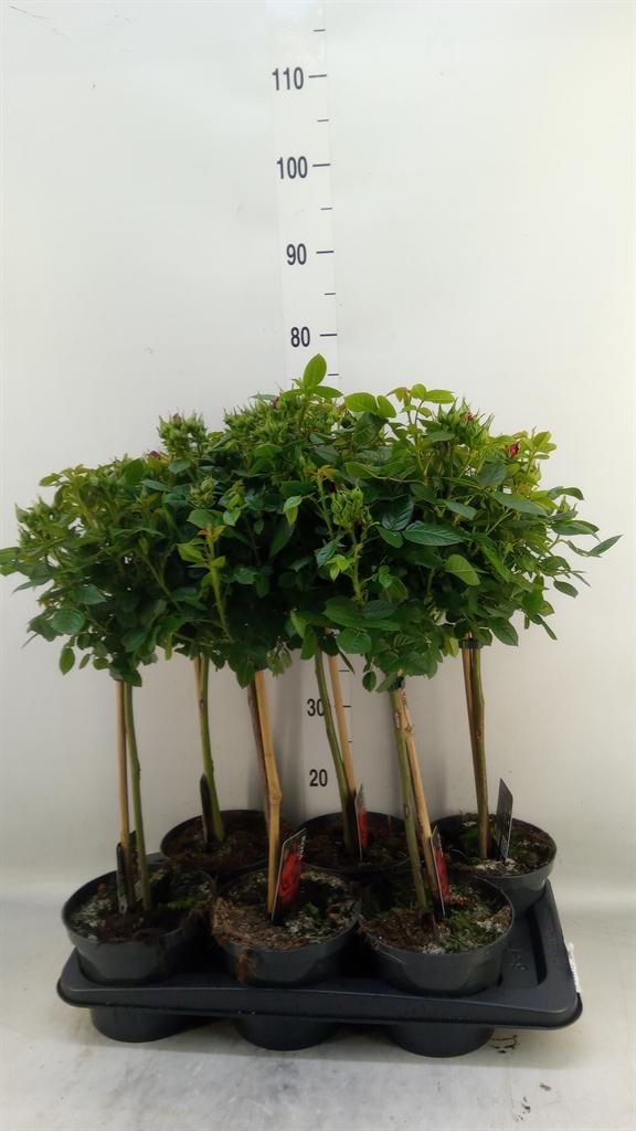 Горшечные цветы и растения оптом Rosa St  ... от 6шт из Голландии с доставкой по России