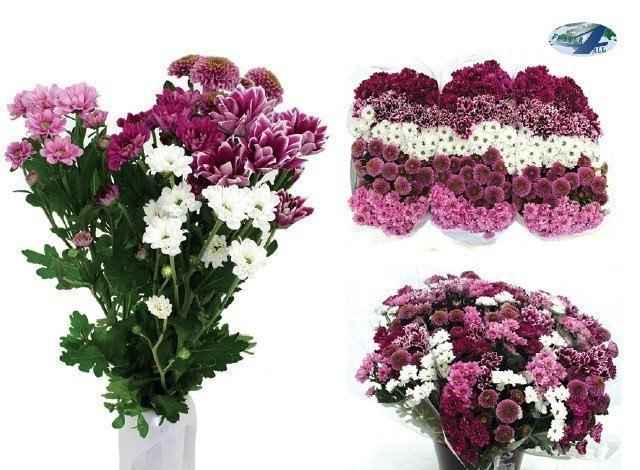 Срезанные цветы оптом Chrys sa mix sweet от 75шт из Голландии с доставкой по России