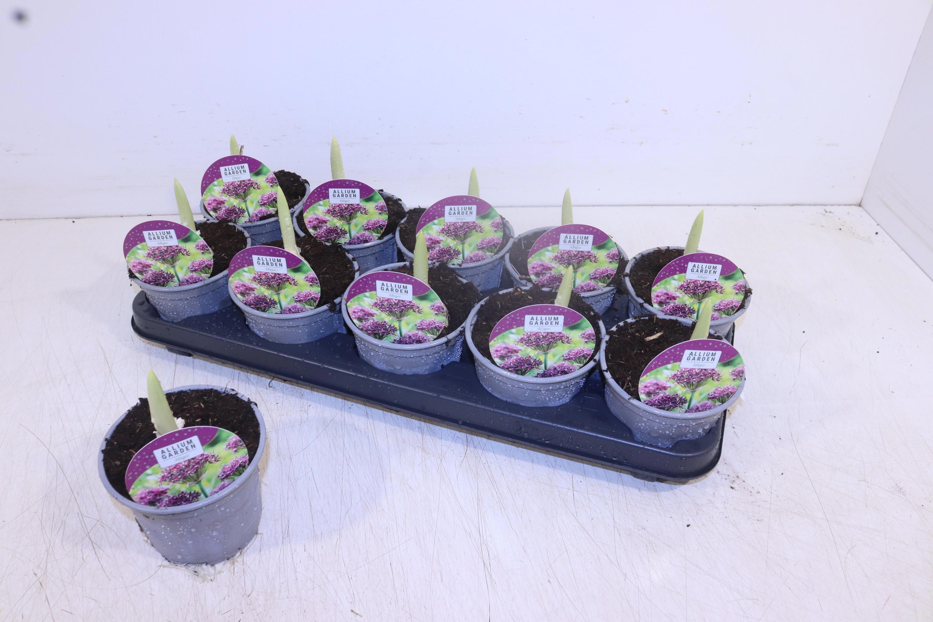 Горшечные цветы и растения оптом Alli Ov от 10шт из Голландии с доставкой по России