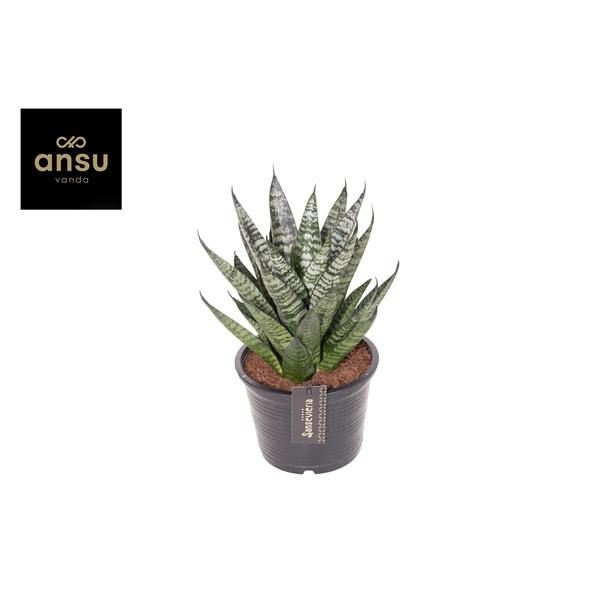 Горшечные цветы и растения оптом Sansevieria Comet Ming Green Marble от 4шт из Голландии с доставкой по России