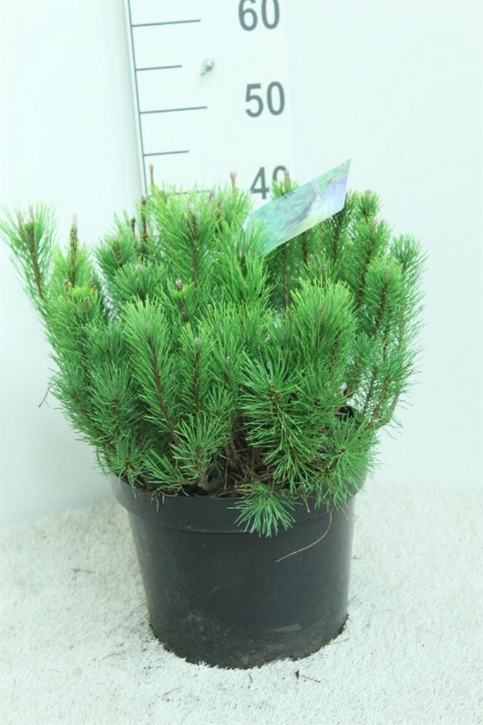 Горшечные цветы и растения оптом Pinus Mugo Subsp. Mugo от 1шт из Голландии с доставкой по России