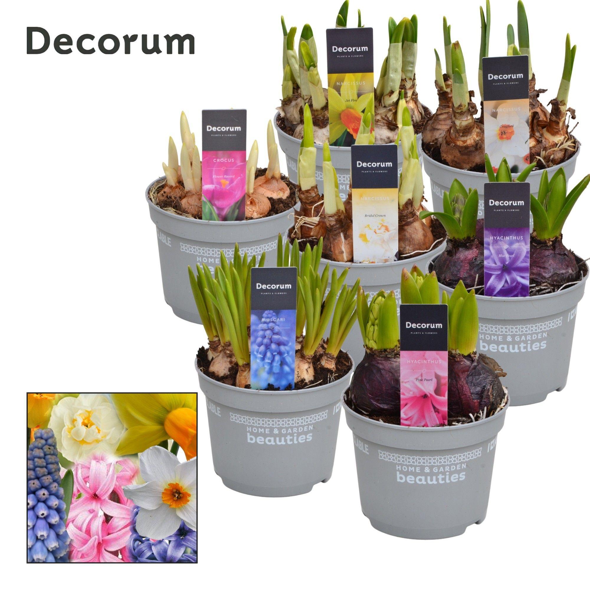 Горшечные цветы и растения оптом Bulb Mix (decorum) от 10шт из Голландии с доставкой по России Горшечные цветы и растения оптом Bulb Mix (decorum) от 10шт из Голландии с доставкой по России