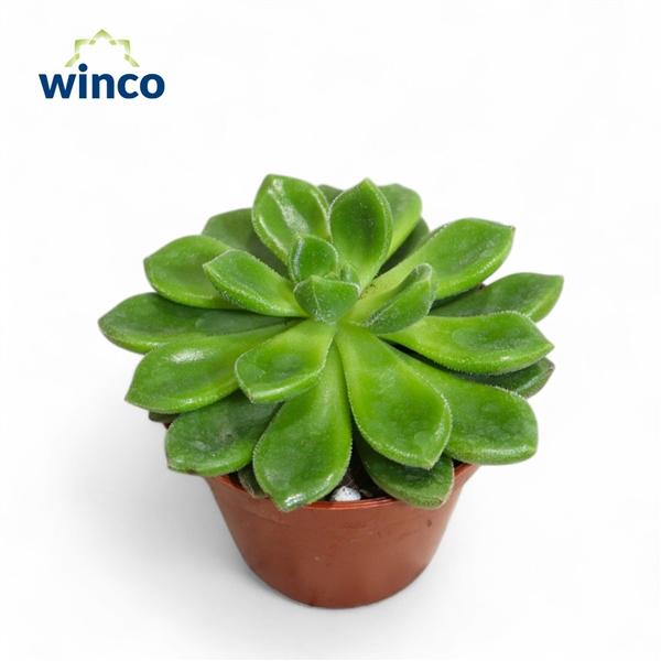 Горшечные цветы и растения оптом Echeveria Chubbs от 18шт (для телеги) из Голландии с доставкой по России