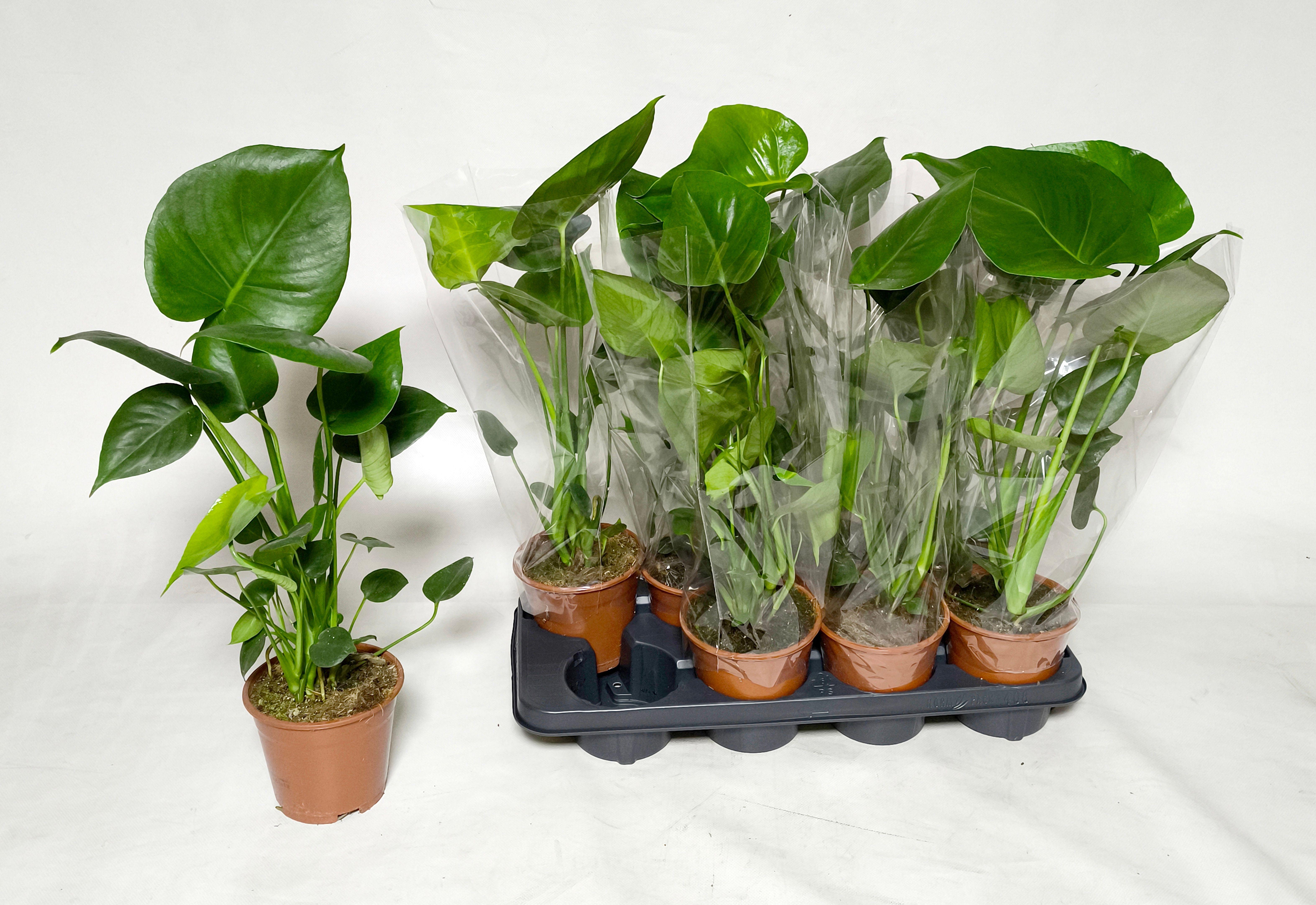 Горшечные цветы и растения оптом Monstera Deliciosa от 8шт из Голландии с доставкой по России