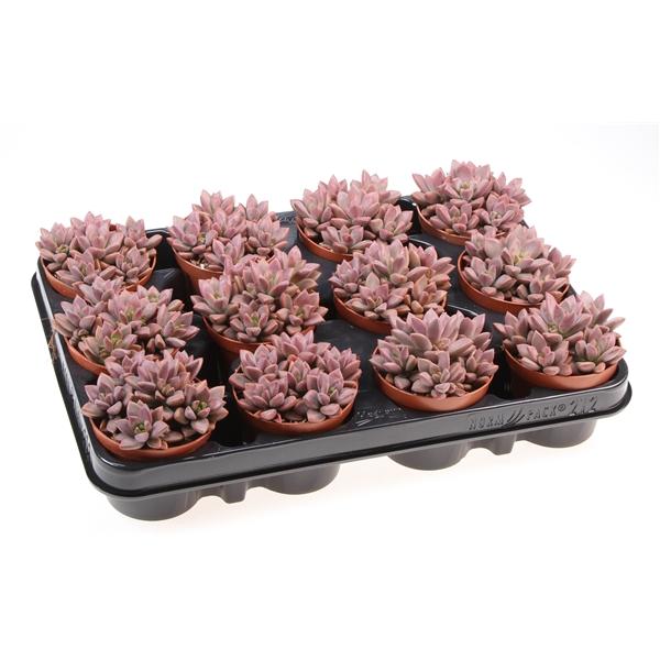 Горшечные цветы и растения оптом Echeveria Bordeaux Hard от 12шт (для телеги) из Голландии с доставкой по России