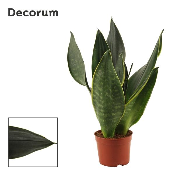 Горшечные цветы и растения оптом Sansevieria Black Diamond (decorum) от 18шт (для телеги) из Голландии с доставкой по России