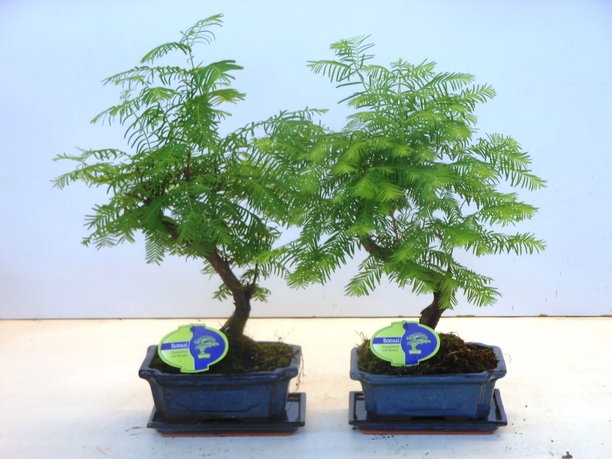 Горшечные цветы и растения оптом Bonsai Metasequoia Glyptostroboides от 5шт из Голландии с доставкой по России