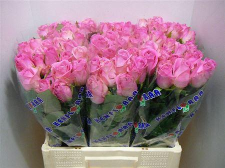 Срезанные цветы оптом Rosa large charlize! от 440шт из Голландии с доставкой по России