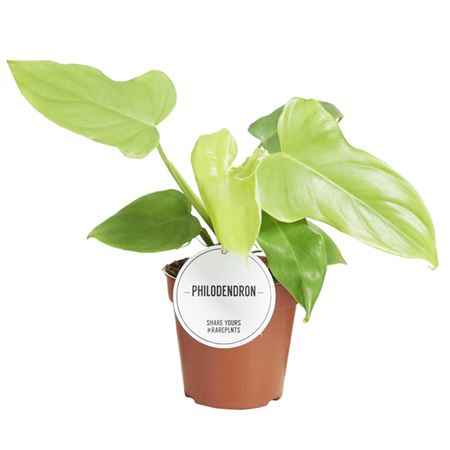 Горшечные цветы и растения оптом Philodendron Golden Violin от 6шт из Голландии с доставкой по России