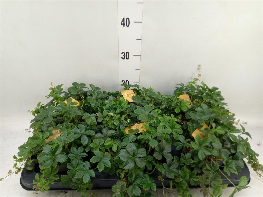 Горшечные цветы и растения оптом Parthenocissus Inserta от 6шт из Голландии с доставкой по России