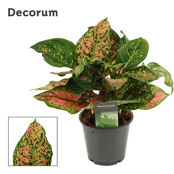 Горшечные цветы и растения оптом Aglaonema Amanyance (decorum) от 10шт из Голландии с доставкой по России