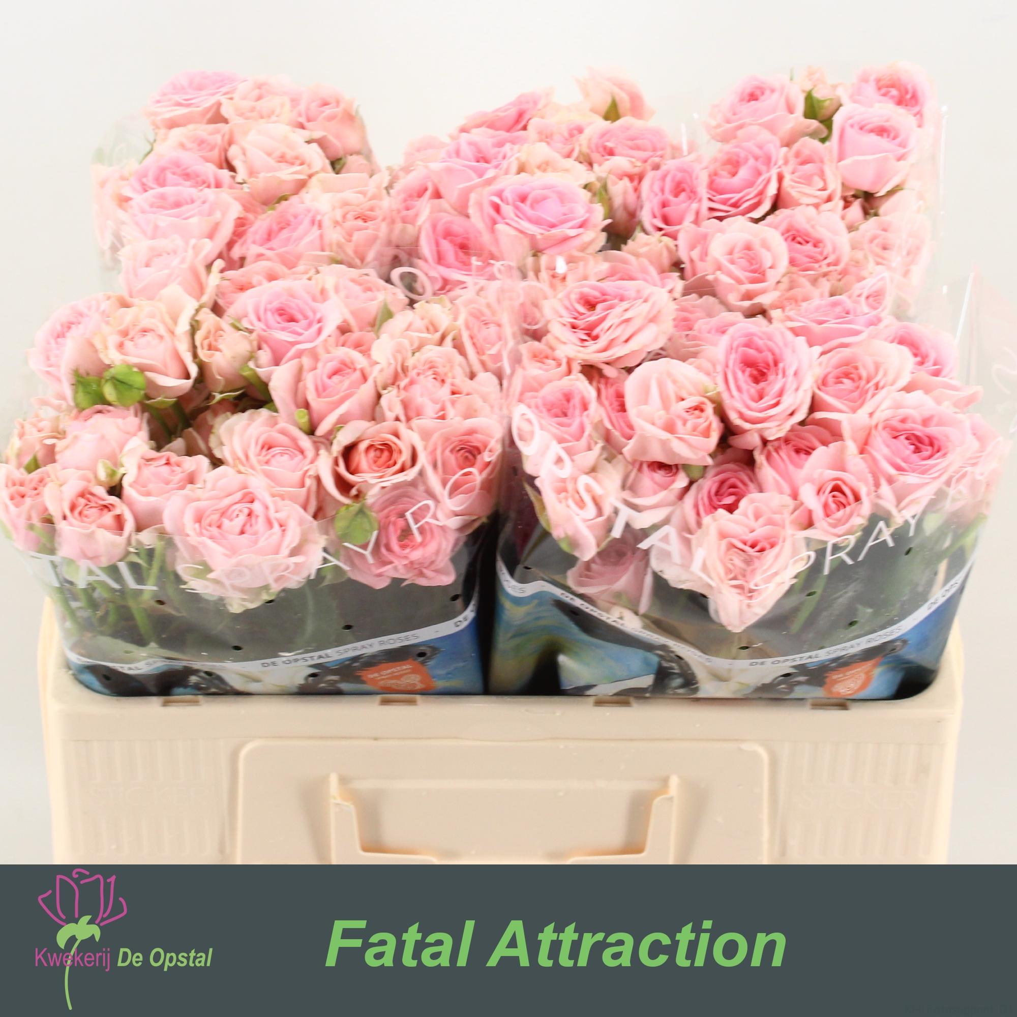 Срезанные цветы оптом Rosa spray rosa loves me with fatal attraction от 30шт из Голландии с доставкой по России