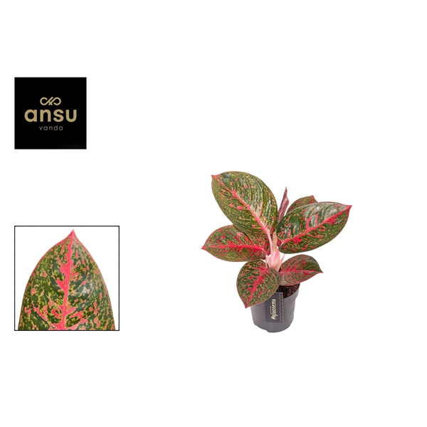 Горшечные цветы и растения оптом Aglaonema Red Sprinkles от 6шт из Голландии с доставкой по России