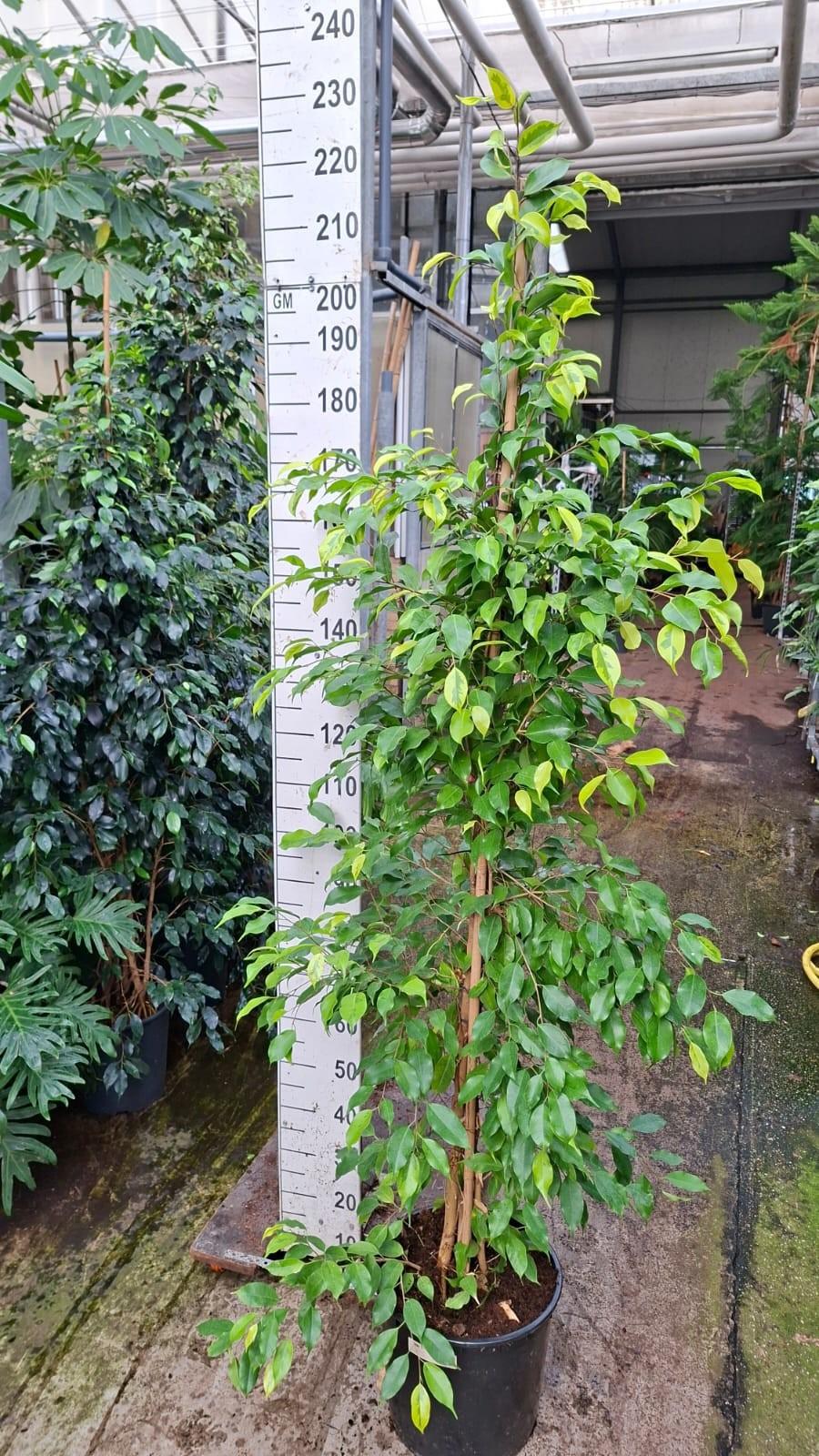 Горшечные цветы и растения оптом Ficus Benj. Reginald 210 от 1шт из Голландии с доставкой по России