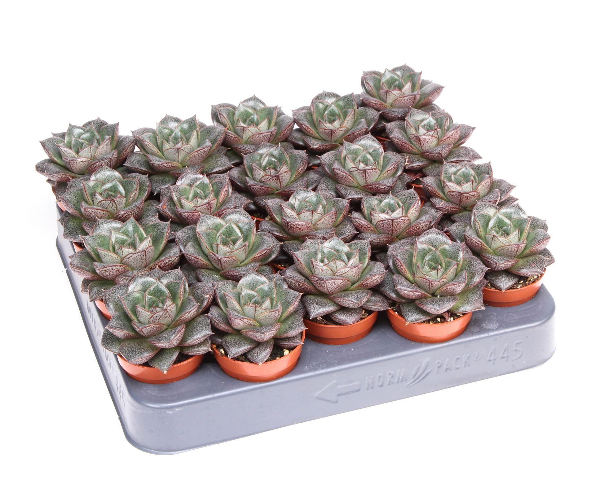 Горшечные цветы и растения оптом Echeveria Purpusorum от 20шт (для телеги) из Голландии с доставкой по России