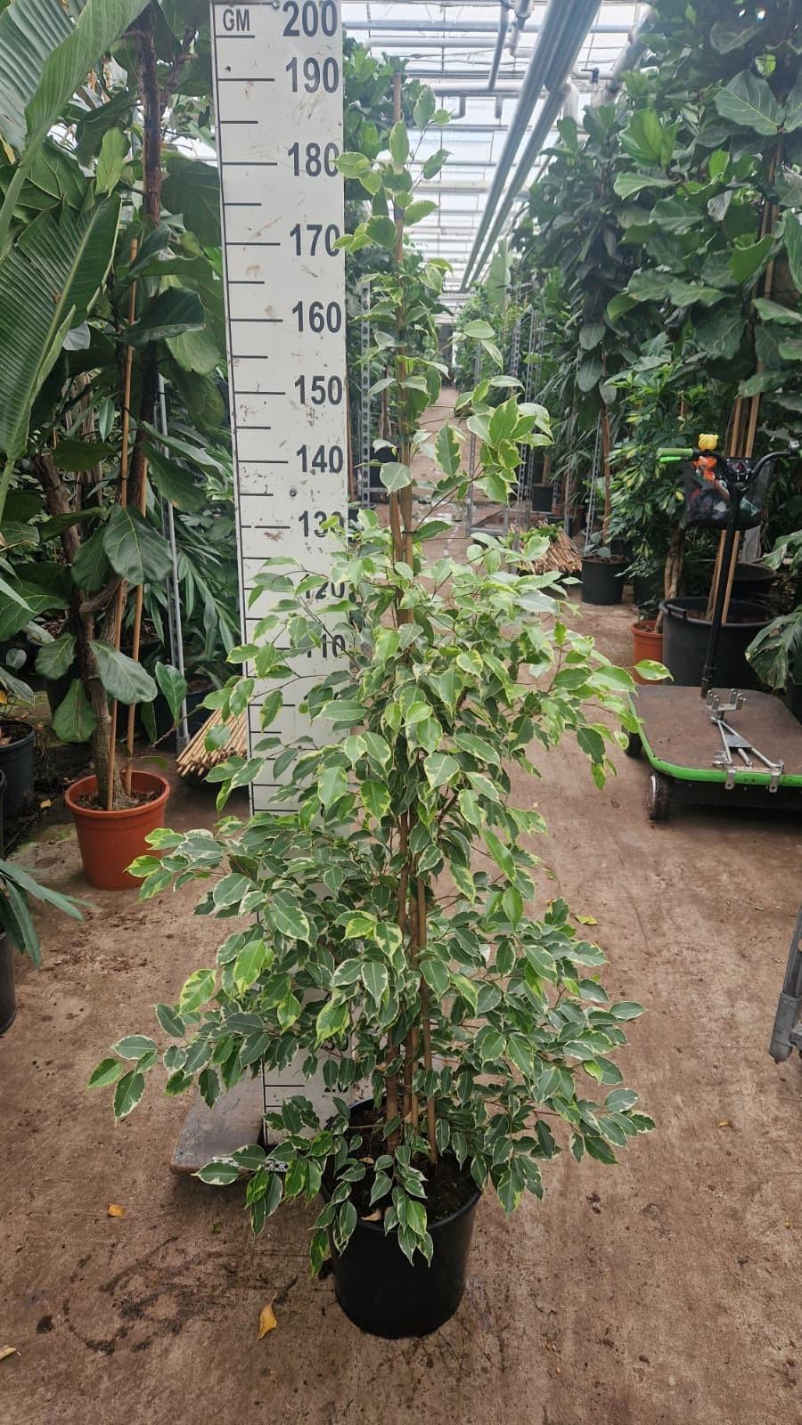 Горшечные цветы и растения оптом Ficus Be Golden King Piramid от 1шт из Голландии с доставкой по России