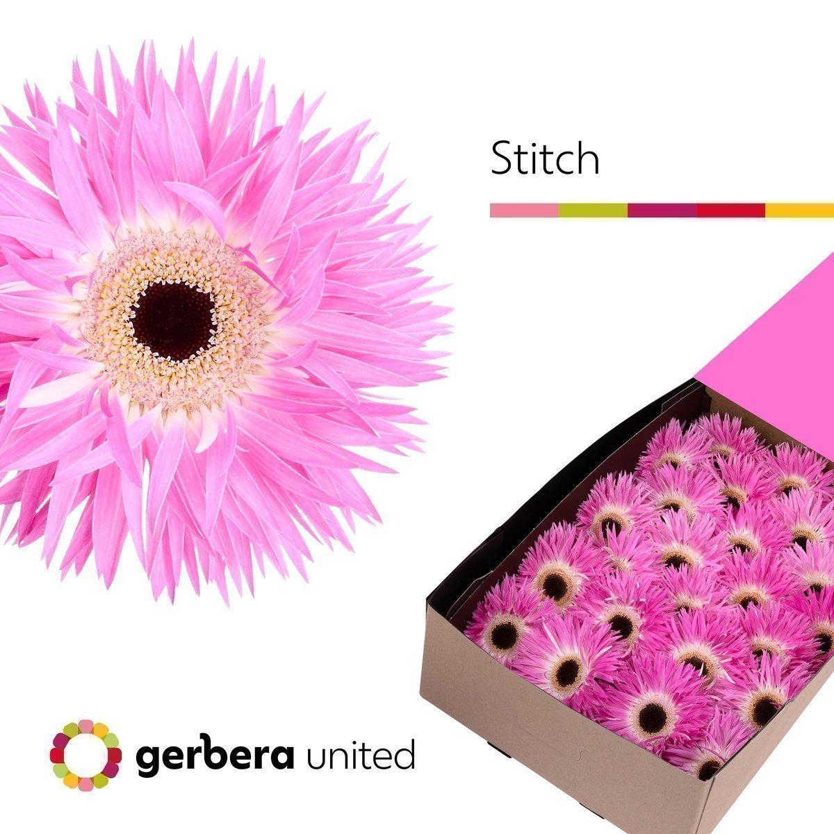 Срезанные цветы оптом Gerbera stitch+ от 25шт из Голландии с доставкой по России