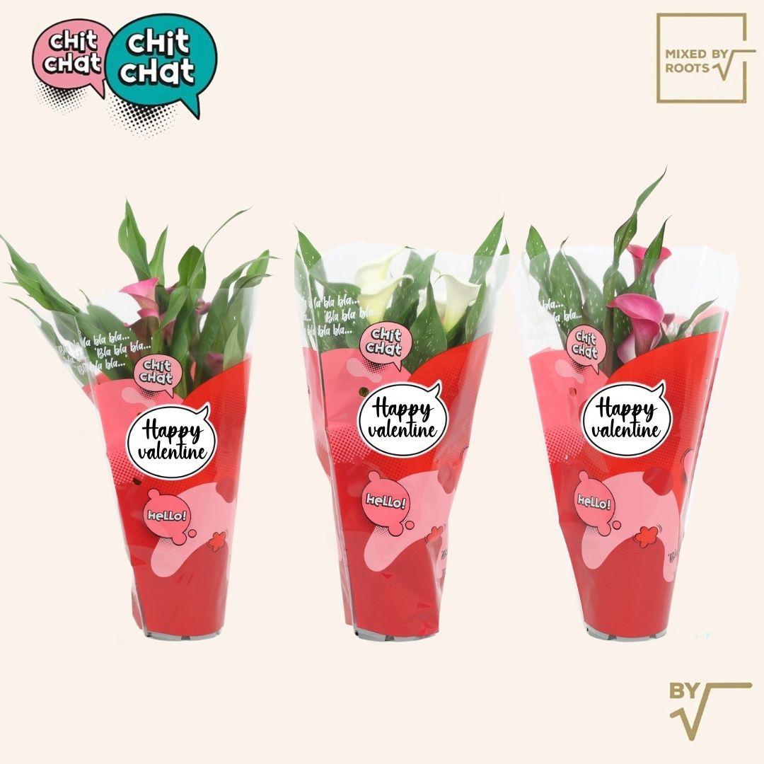 Горшечные цветы и растения оптом Zant Gem от 6шт из Голландии с доставкой по России