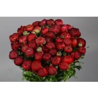 Срезанные цветы оптом Ranunculus elegance red от 100шт из Голландии с доставкой по России