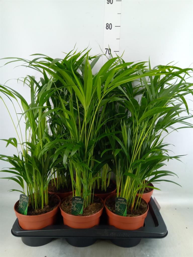 Горшечные цветы и растения оптом Dypsis Lutescens   ...chrysalidoca от 6шт из Голландии с доставкой по России