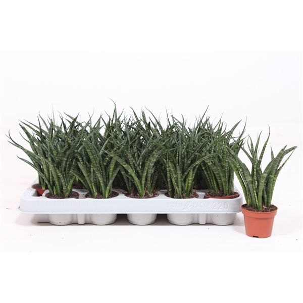 Горшечные цветы и растения оптом Sansevieria Fernwood Punk от 20шт из Голландии с доставкой по России