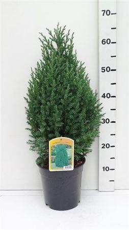 Горшечные цветы и растения оптом Juniperus Chin Stricta от 1шт из Голландии с доставкой по России