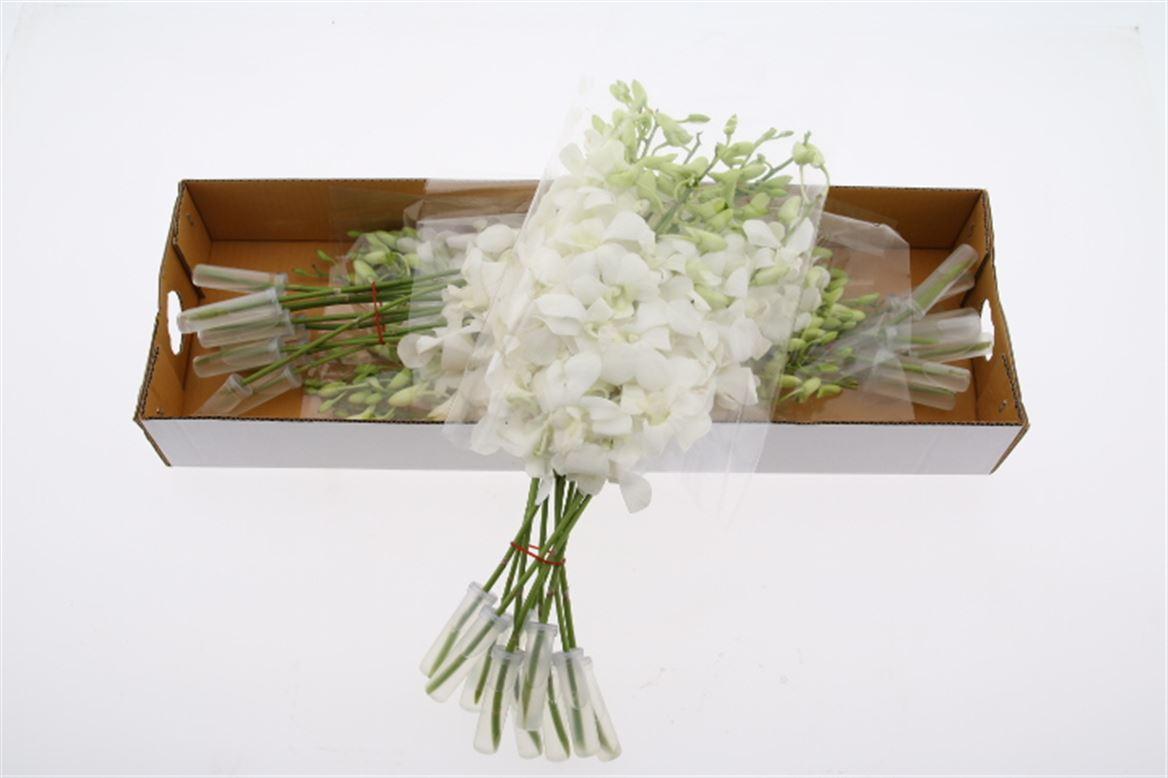 Срезанные цветы оптом Dendrobium big white (madame pompadour) от 30шт из Голландии с доставкой по России