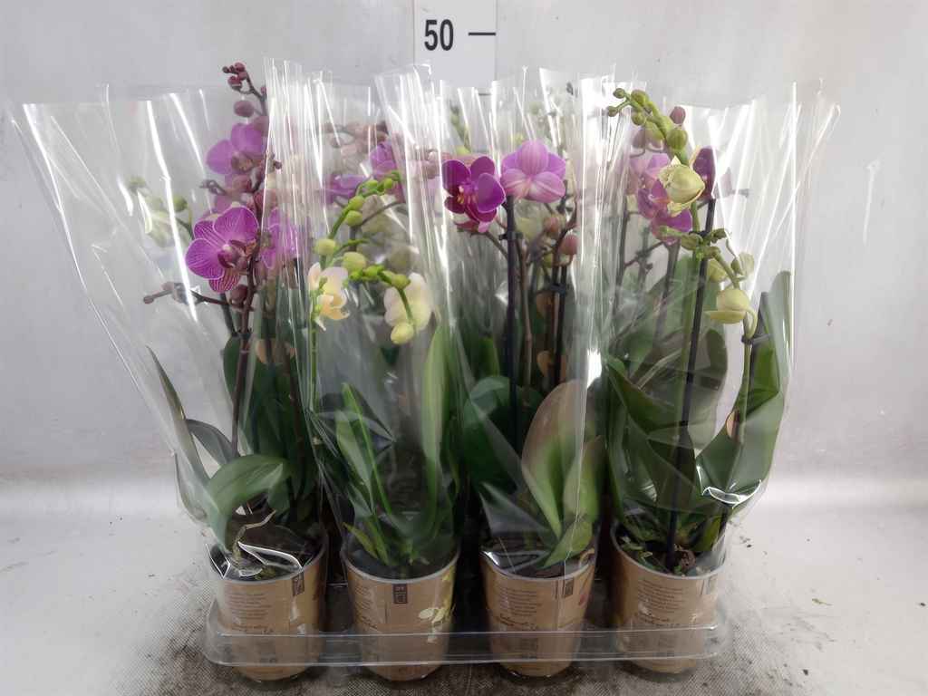 Горшечные цветы и растения оптом Phalaenopsis   ...mix от 12шт из Голландии с доставкой по России