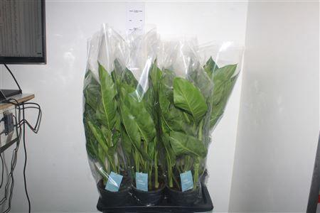 Горшечные цветы и растения оптом Aglao Chantal от 6шт из Голландии с доставкой по России