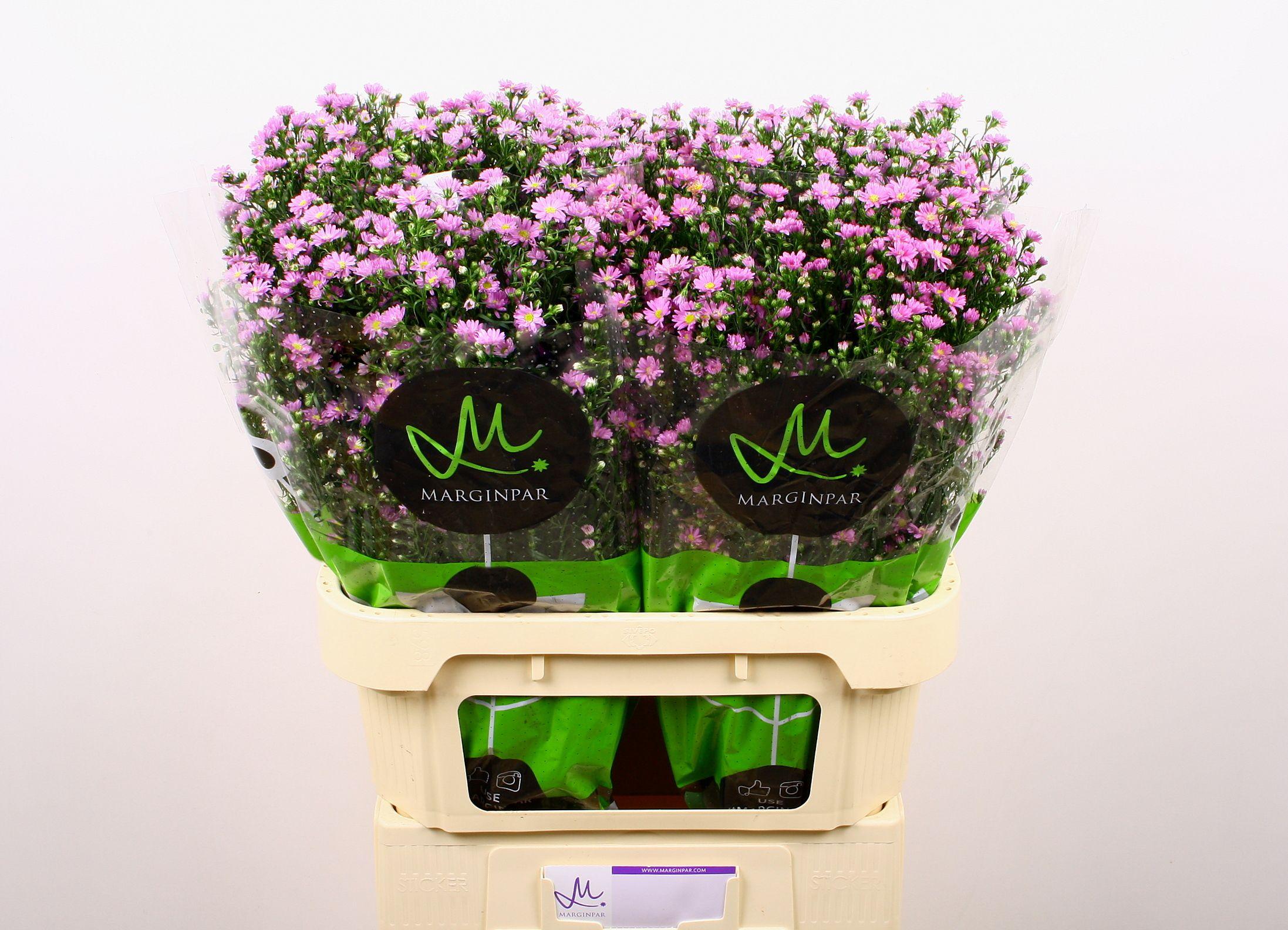 Срезанные цветы оптом Aster teeny tiny pink от 100шт. из Голландии с доставкой по России