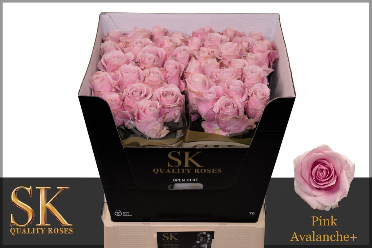 Срезанные цветы оптом Rosa large pink avalanche+ от 50шт из Голландии с доставкой по России