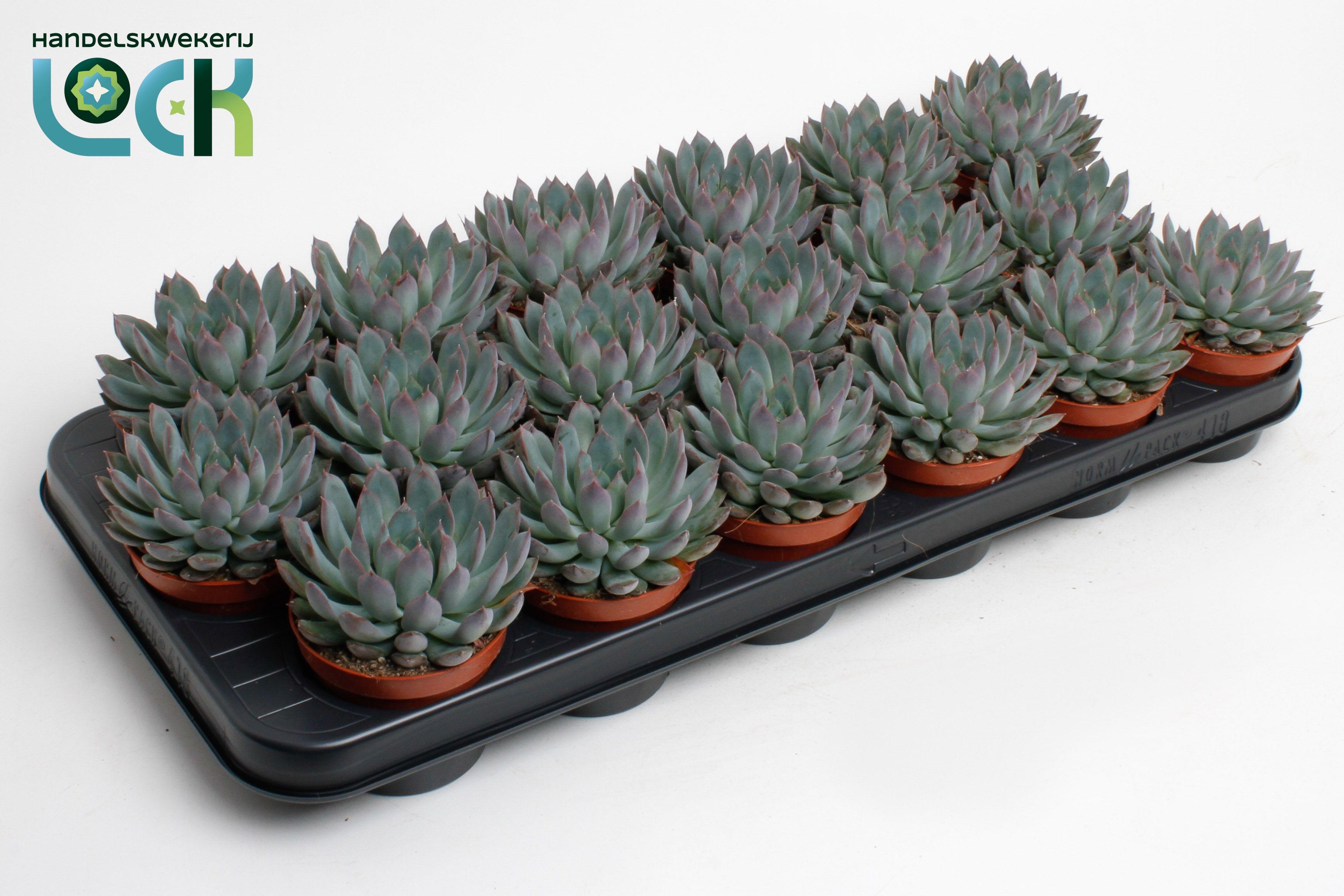 Горшечные цветы и растения оптом Echeveria Pelisuda от 12шт (для телеги) из Голландии с доставкой по России