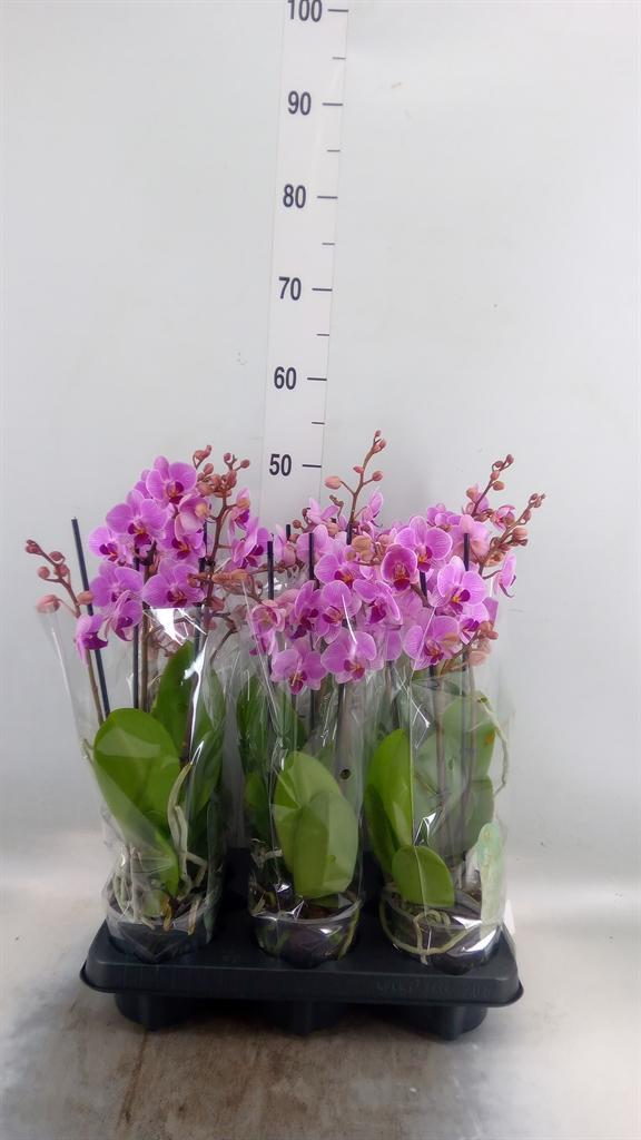Горшечные цветы и растения оптом Phalaenopsis Multi.   ...rose от 6шт из Голландии с доставкой по России