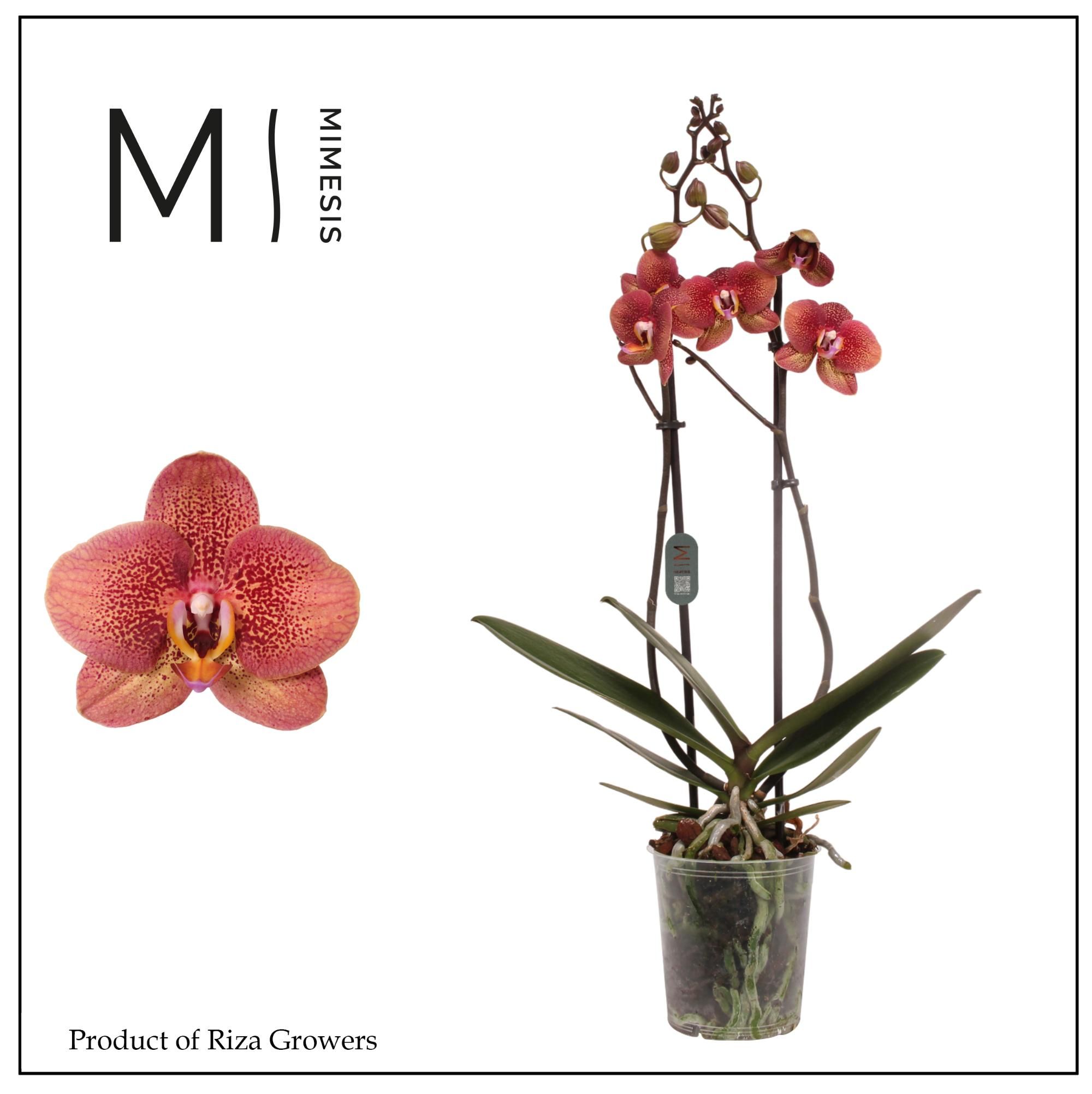 Горшечные цветы и растения оптом Phal 2st Toulon 16+ (mimesis) от 10шт из Голландии с доставкой по России