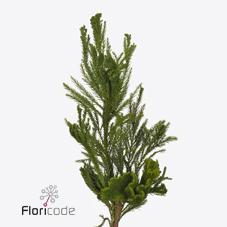 Срезанные цветы оптом Cryptomeria cristata от 5шт из Голландии с доставкой по России