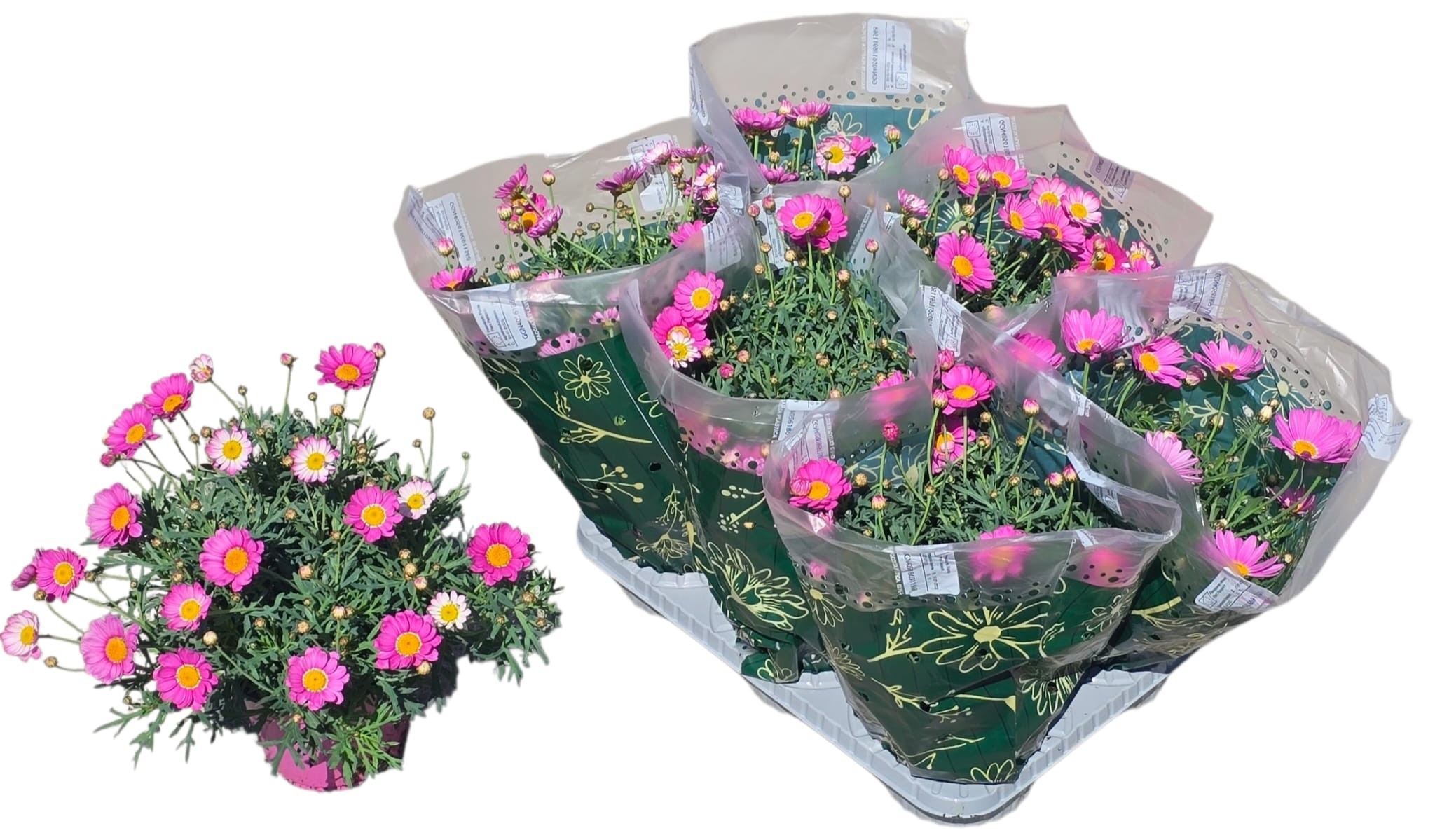 Горшечные цветы и растения оптом Arg от 6шт из Голландии с доставкой по России