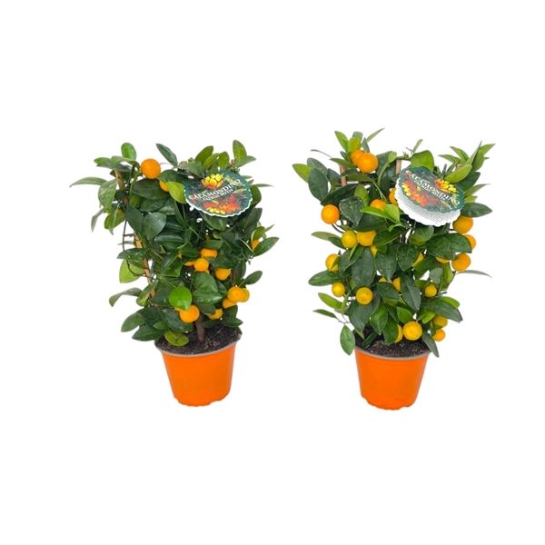 Горшечные цветы и растения оптом Citrus Calamondin On Stem от 6шт из Голландии с доставкой по России